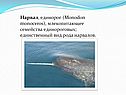 Единорог