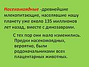 Насекомоядные -древнейшие млекопитающие, населявшие нашу планету уже