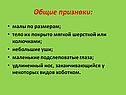 Общие признаки:
