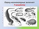 Отряд насекомоядные включает 7 семейств: