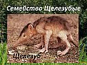 Семейство Щелезубые