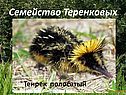 Насекомоядные