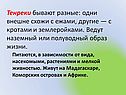 Тенреки бывают разные: одни внешне схожи с ежами, другие — с кротами и
