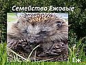 Семейство Ежовые