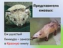 Представители ежовых: