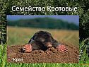 Семейство Кротовые