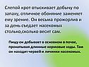 Слепой крот отыскивает добычу по запаху, отличное обоняние заменяет