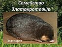 Семейство Златокротовые