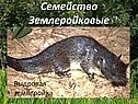 Семейство Землеройковые