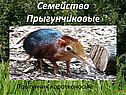 Семейство Прыгунчиковые