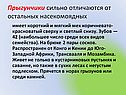 Прыгунчики сильно отличаются от остальных насекомоядных