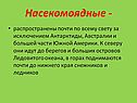 Насекомоядные -