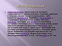 Жесткокрылые