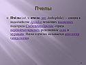 Пчелы