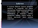 Бабочки