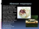 Насекомые-вредители культурных растений
