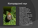 Колорадский жук