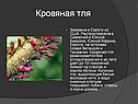 Кровяная тля