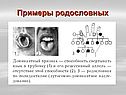 Примеры родословных