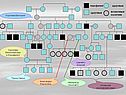 Испанская королевская семья