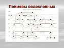 Примеры родословных