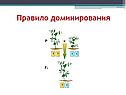 Правило доминирования