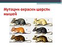 Мутации окраски шерсти мышей