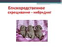 Близкородственное скрещивание