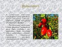 Витамин С