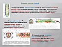 Нервная система червей
