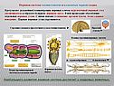 Нервная система членистоногих и кольчатых червей сходна