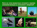 Общая характеристика класса Млекопитающих