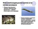 Млекопитающие различаются и по своим размерам
