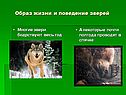Образ жизни и поведение зверей