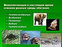 Млекопитающие в настоящее время освоили разные среды обитания