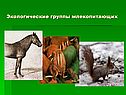 Экологические группы млекопитающих
