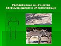 Расположение конечностей пресмыкающихся и млекопитающих