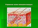 Строение кожи млекопитающих