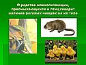 Наличие роговых чешуек