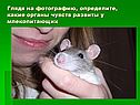 Определите, какие органы чувств развиты у млекопитающих
