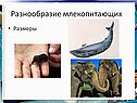 Разнообразие млекопитающих
