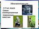 Млекопитающие