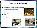 Роговые чешуйки