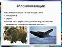 Кожа млекопитающих