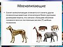 Скелет млекопитающих