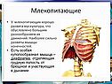 Мускулатура
