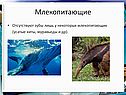 Усатые киты