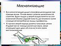Млекопитающие дышат атмосферным воздухом
