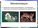 Теплокровные животные