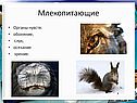 Органы чувств